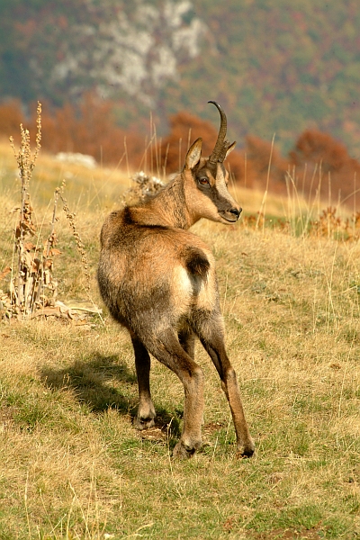 Camoscio d''Abruzzo Rupicapra pyrenaica ornata